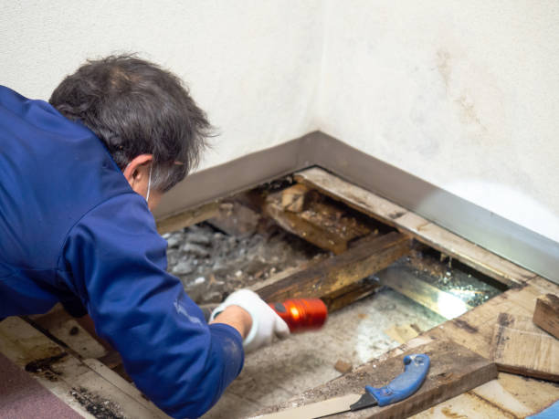 Best Mold Testing  in Preston, TX