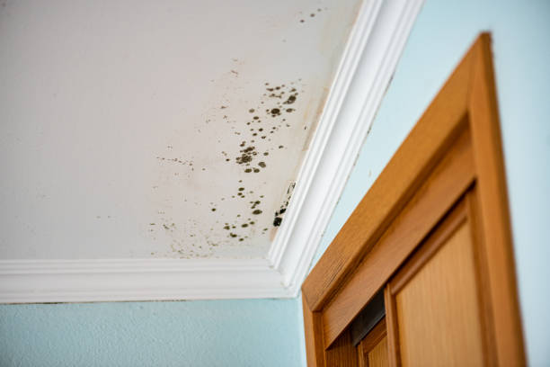 Best Best Mold Removal Companies  in Preston, TX