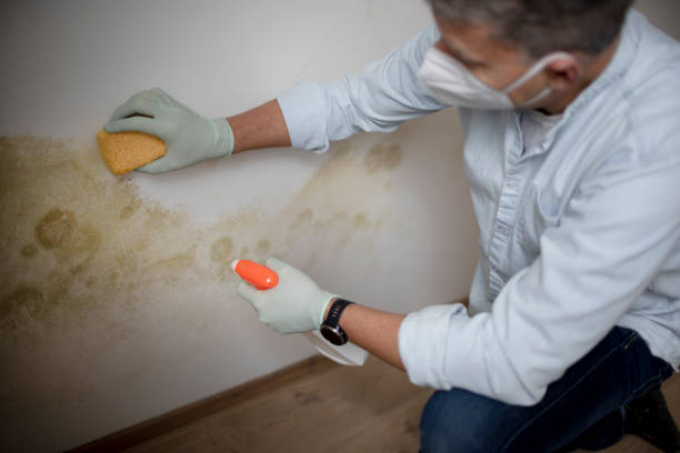 Trusted Preston, TX Mold Removal Experts
