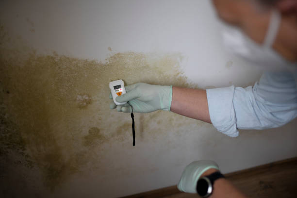 Best Office Mold Removal Services  in Preston, TX
