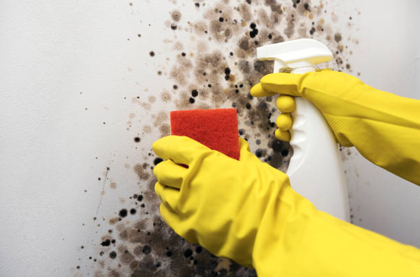Best Commercial Mold Removal  in Preston, TX