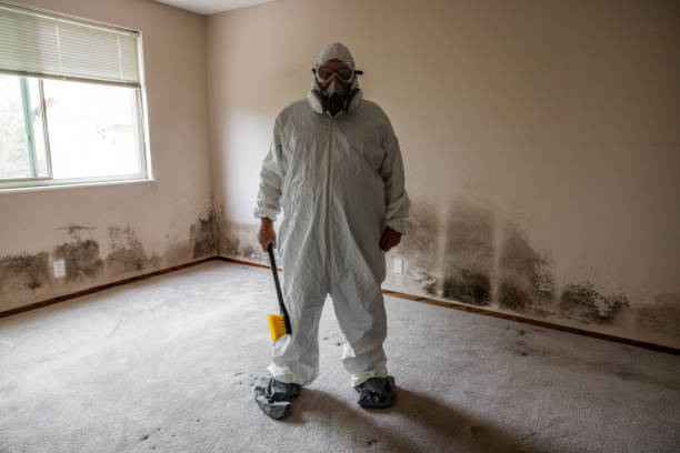 Best Local Mold Removal Service  in Preston, TX