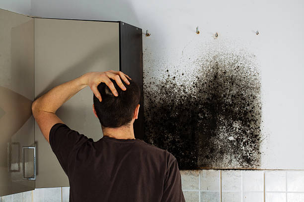 Reliable Preston, TX Mold Removal Solutions