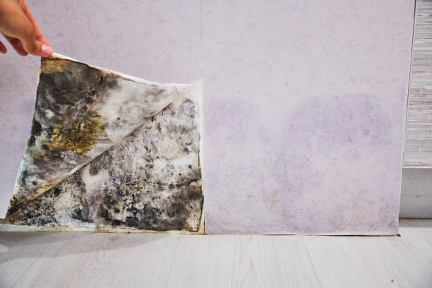 Best Mold Remediation Services  in Preston, TX